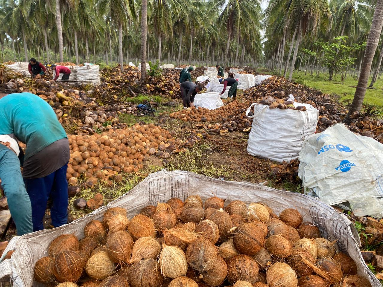 Equipe trabalhando no descasque dos cocos